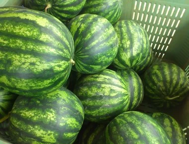 Δεσμεύτηκαν πάνω από 11 τόνοι ακατάλληλα καρπούζια στου Ρέντη